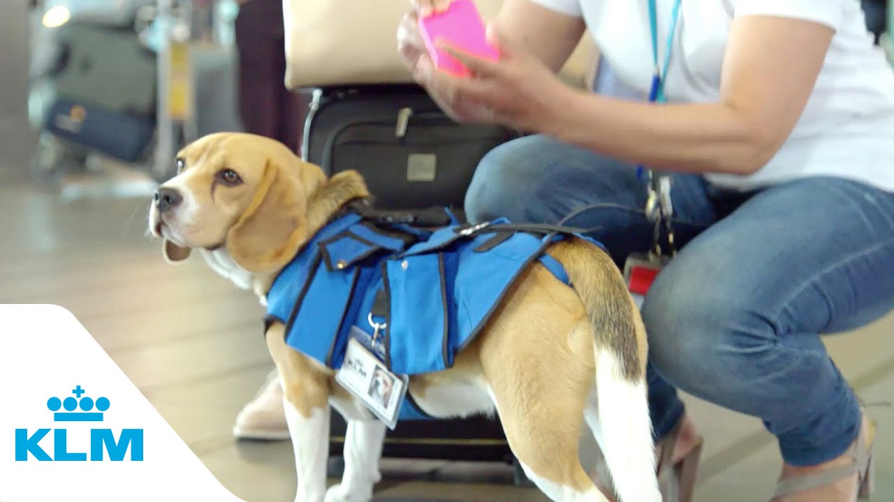 KLM Lost & Found service