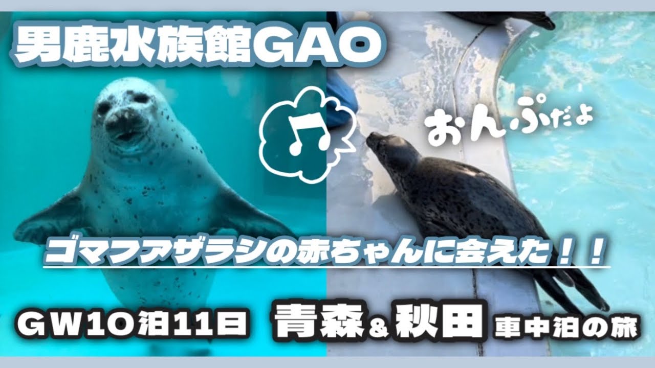 【秋田県 男鹿水族館GAO】犬連れ車中泊の旅 [Oga Aquarium GAO, Akita]#秋田 #水族館　#車中泊 #軽自動車