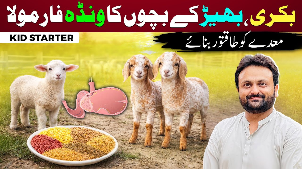  Bakri Ke Bachon Ka Wanda Formula | Kid and Lamb Starter Formula | बकरी के बच्चों का दाना फॉर्मूला