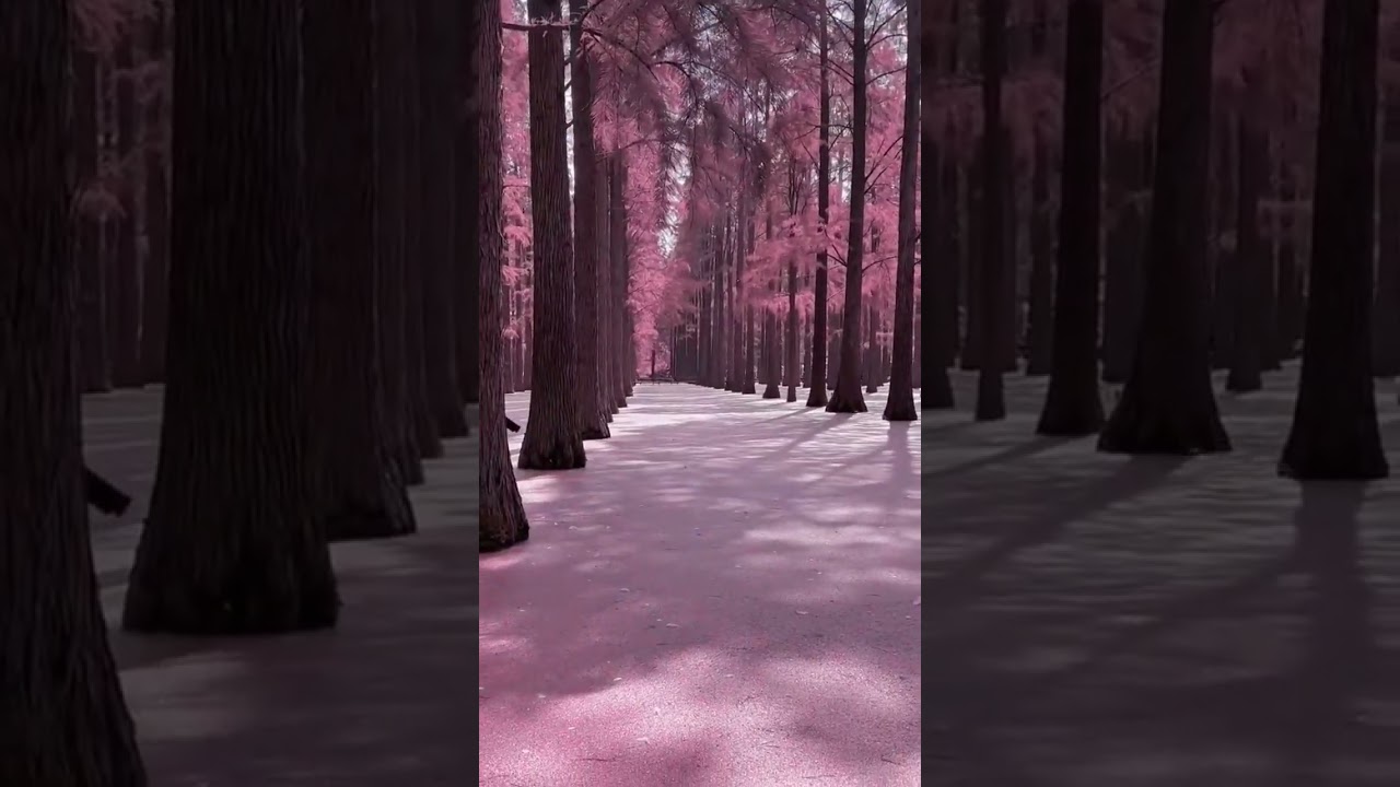 Pink forest in china 