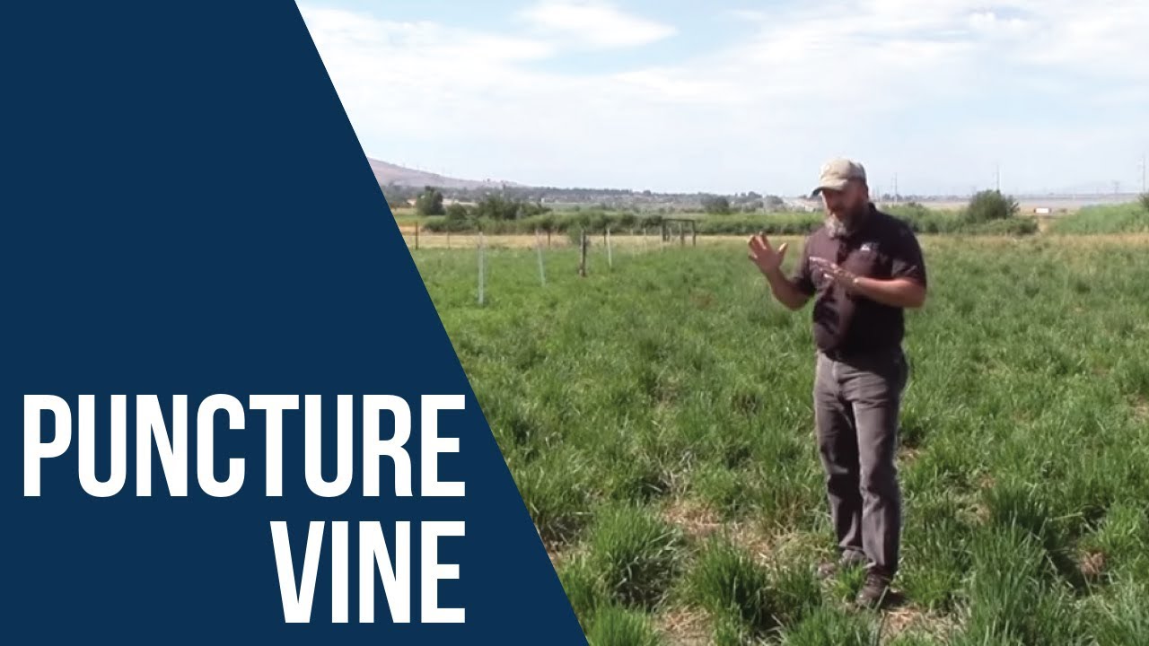Как контролировать Puncturevine