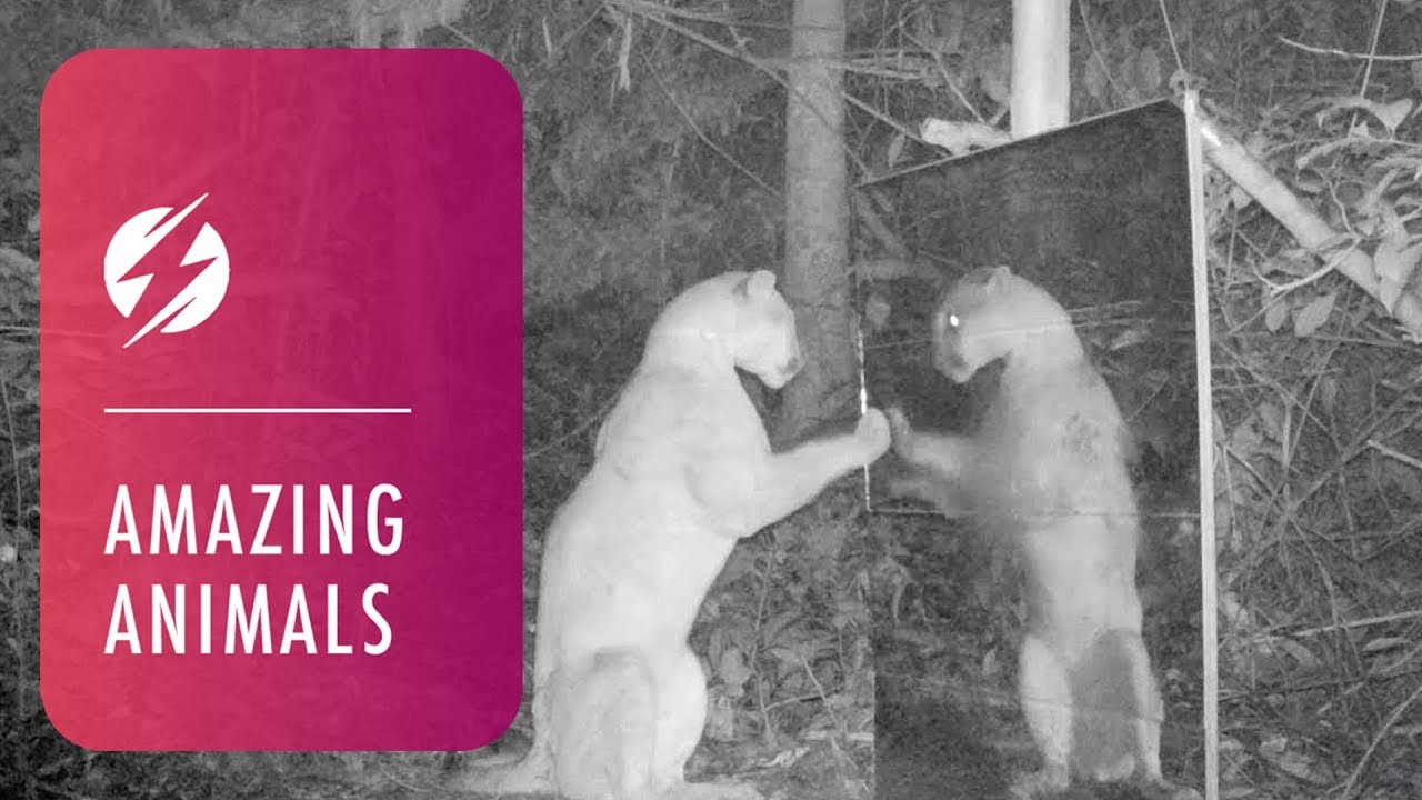 Amazing Reactions From Animals Looking In Mirrors