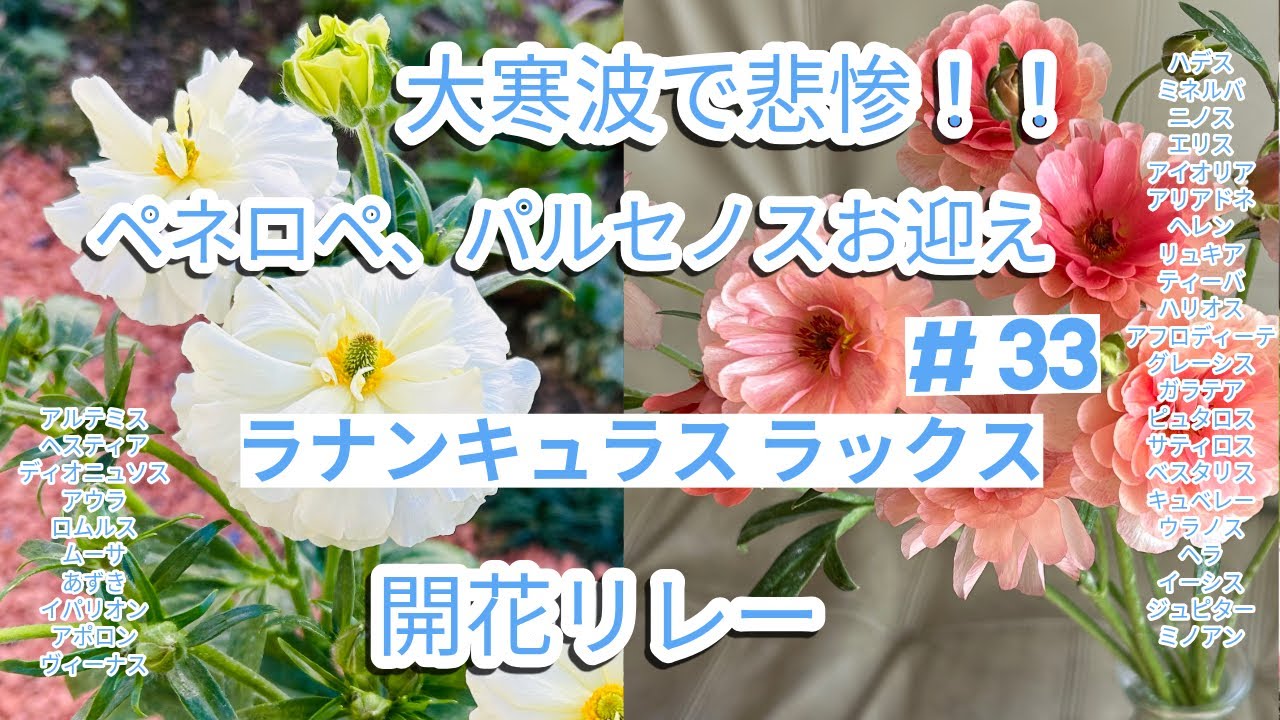 【ラナンキュラスラックス】#33 大寒波でラックスは？🌱新入りペネロペ、パルセノス🌱咲き出したのは誰？