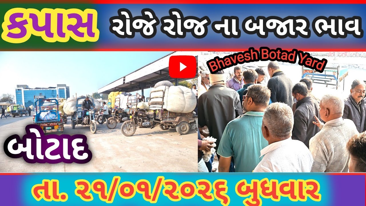 કપાસ ની હરાજી બોટાદ માર્કેટિંગ યાર્ડ/Kapas Ni Haraji Botad Marketing Yard21/01/2026#bhaveshbotadyard