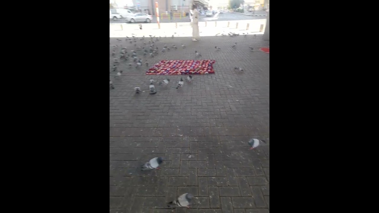 #pigeon #bridal #karaoke #kpop #motivation #karaokevideo