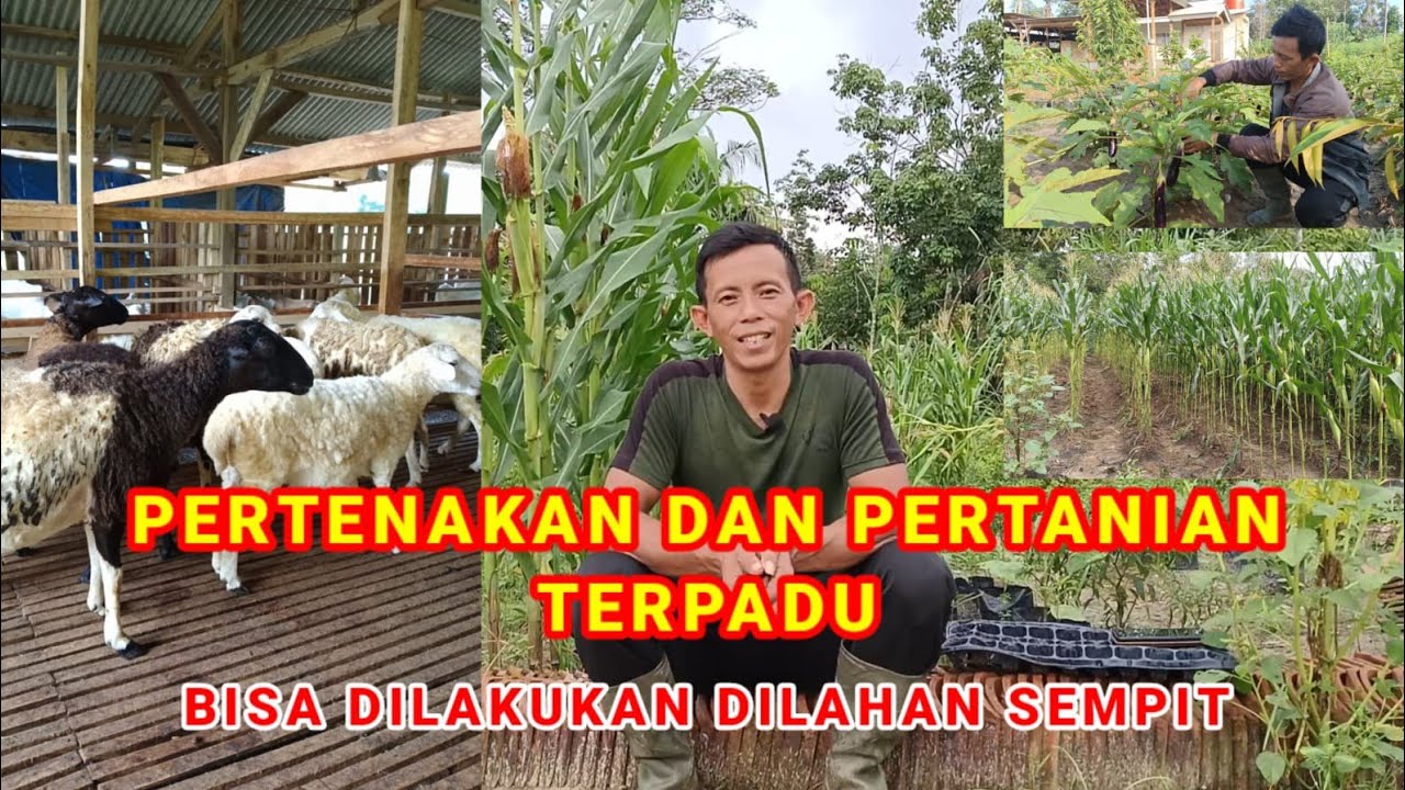 Peternakan Dan Pertanian Terpadu Saling Menghasilkan
