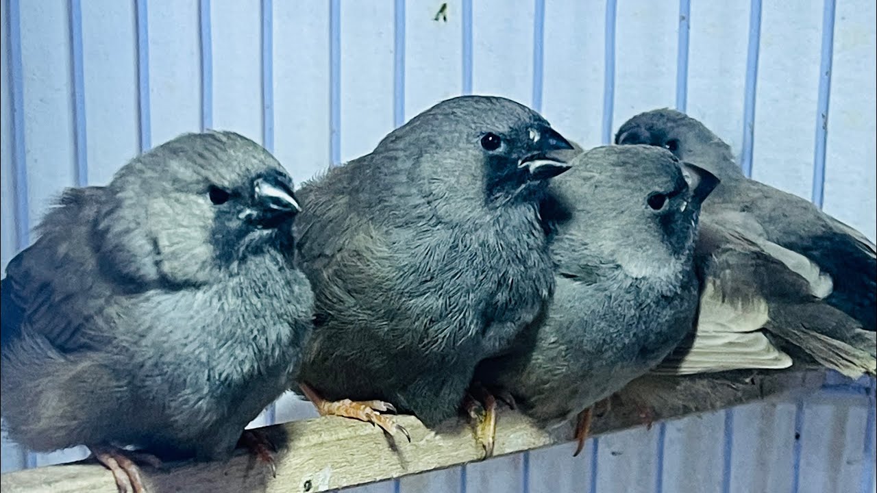 Exotic and Gouldian mutations Breeding updates 23-01-2026 ||Lala Aviary Gujranwala 