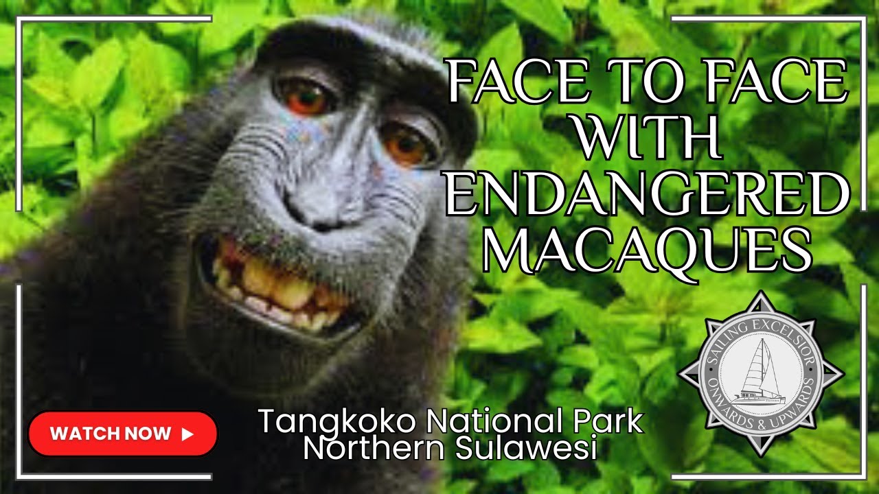 Ep 57 - Face to Face with Endangered Macaques | Tangkoko National Park | Northern Sulawesi