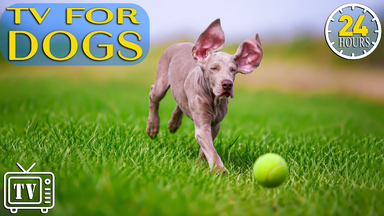 24/7 Dog TV: Calming Music for Dogs with Anxiety | Prevent Boredom & Anxiety with Video for Dogs
