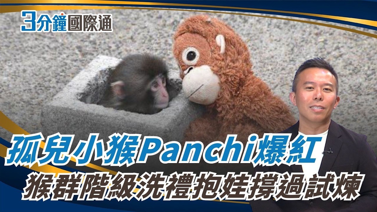 抱娃娃猴寶寶爆紅全球！Panchi君的孤兒生存課 Japan’s Viral Baby Monkey and His Survival Story｜一鍵看世界SET Global