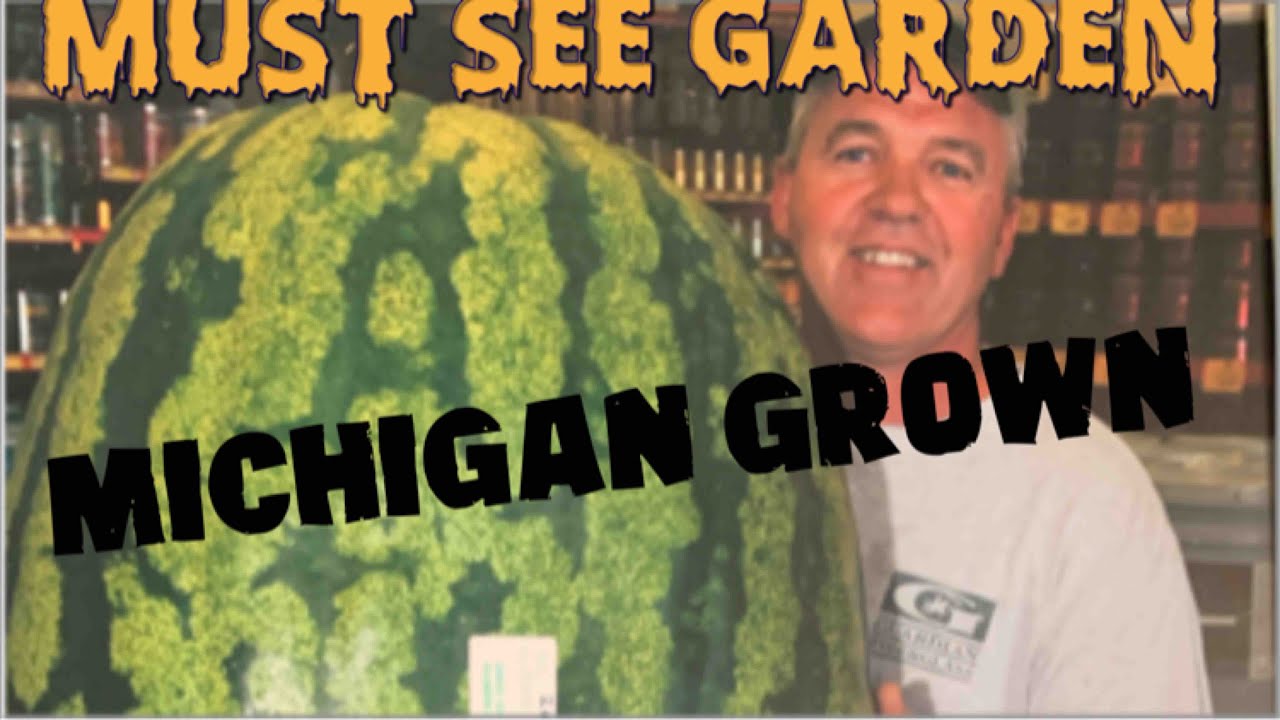Watermelon 260 lbs (SEE Inside Hoop House Garden) 