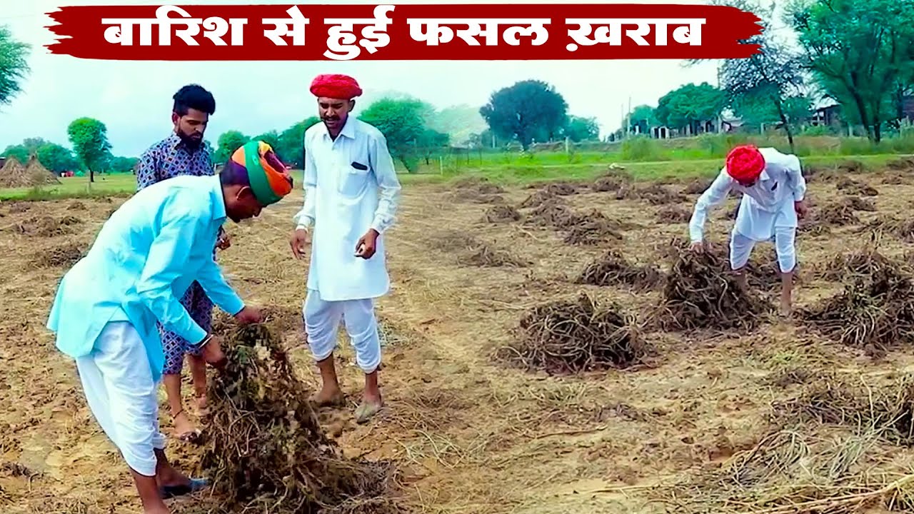 बारिश से हुई फसल ख़राब || A Rajasthani Short Film 2025 || Bodhya Manglya New Video 2025