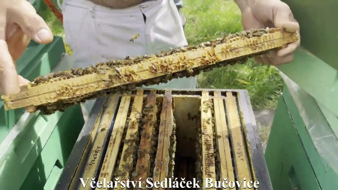 130/22 Kontrola výměny včelích matek poklopkou 8.8.2022