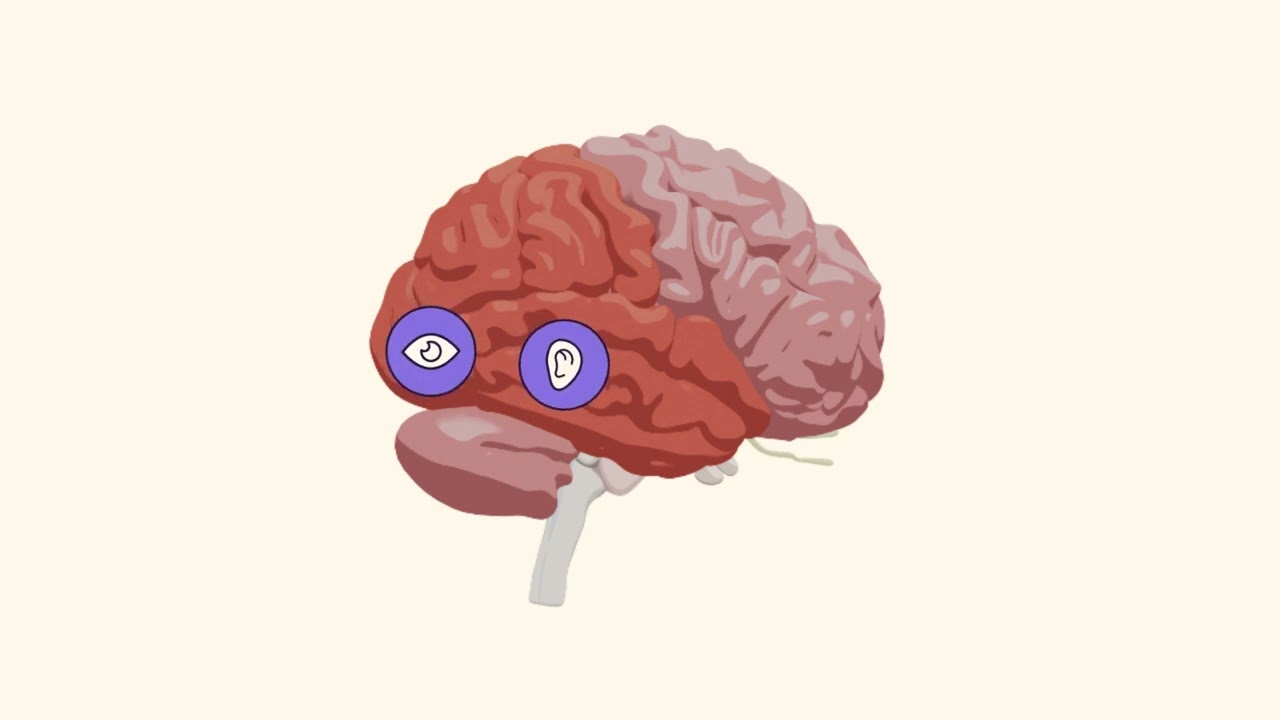 Découvrez les essentiels sur l’organisation du cerveau - Cours en ligne de neuropédagogie