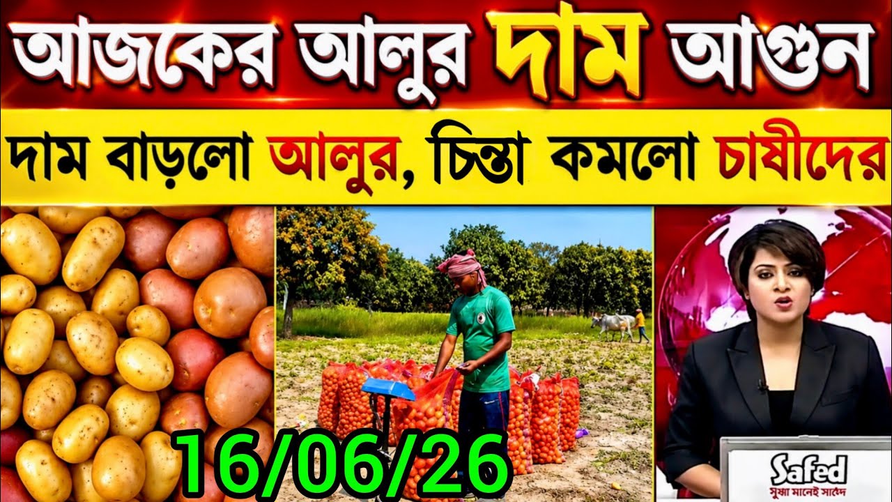 আজকের আলুর বাজার মূল্য/india potato news West bangal/Potato price today west bengal