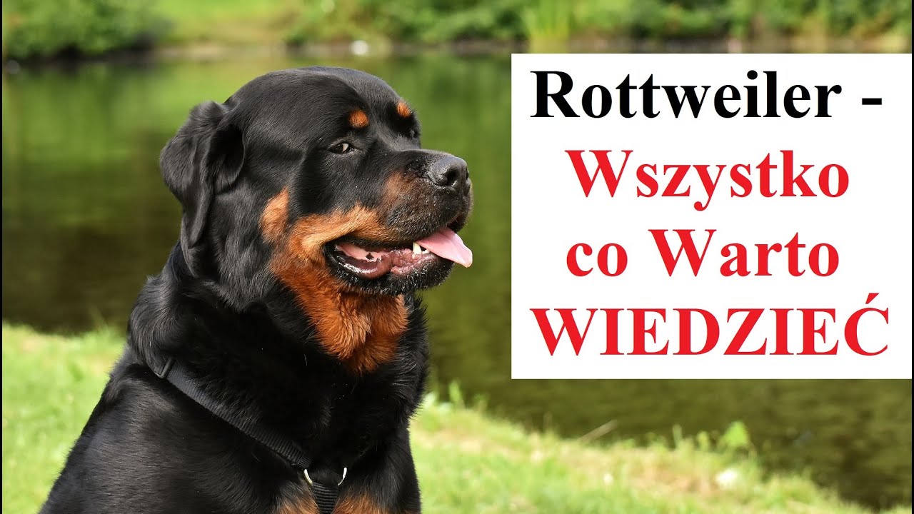 ROTTWEILER  - Wszystko co Warto WIEDZIEĆ