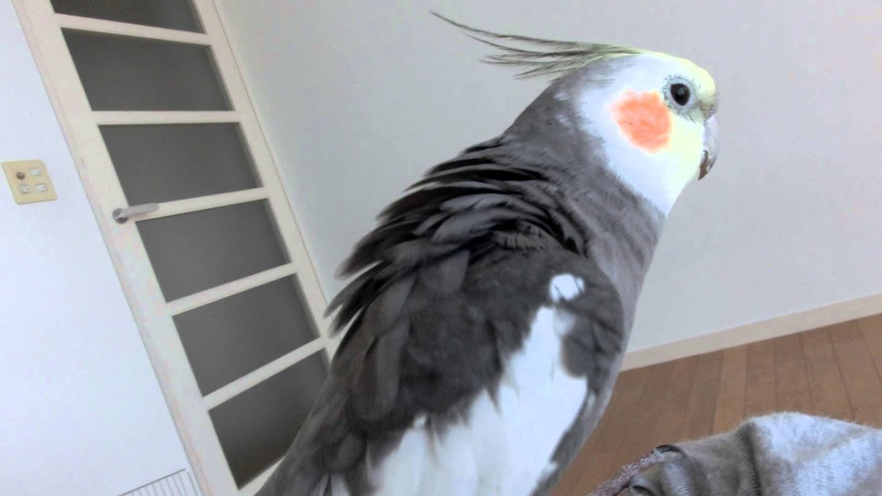 オカメインコ　怒ってから歌う「となりのトトロ」　Cockatiel singing