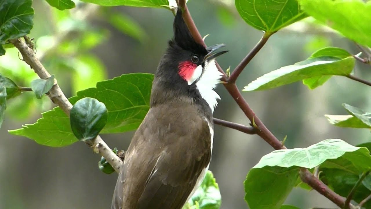 Thailand bird - เสียงนกกรงหัวจุก สำหรับต่อ หรือ เปิดให้นกคึก เสียงเพราะๆ -  #เจ้าคิง #นกกรงหัวจุก