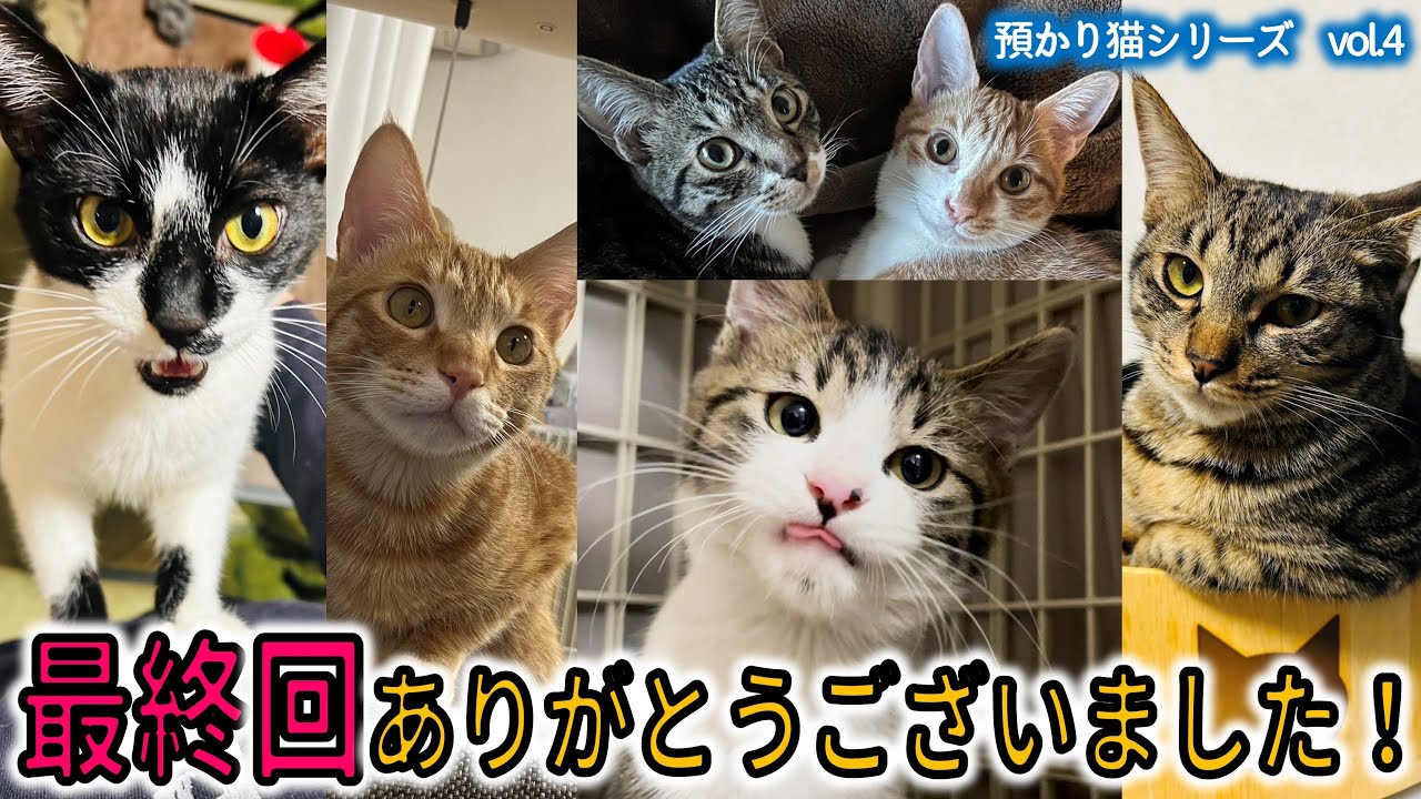 【最終回】5か月間ありがとう！おにぎりっ子総集編【預かり保護子猫】