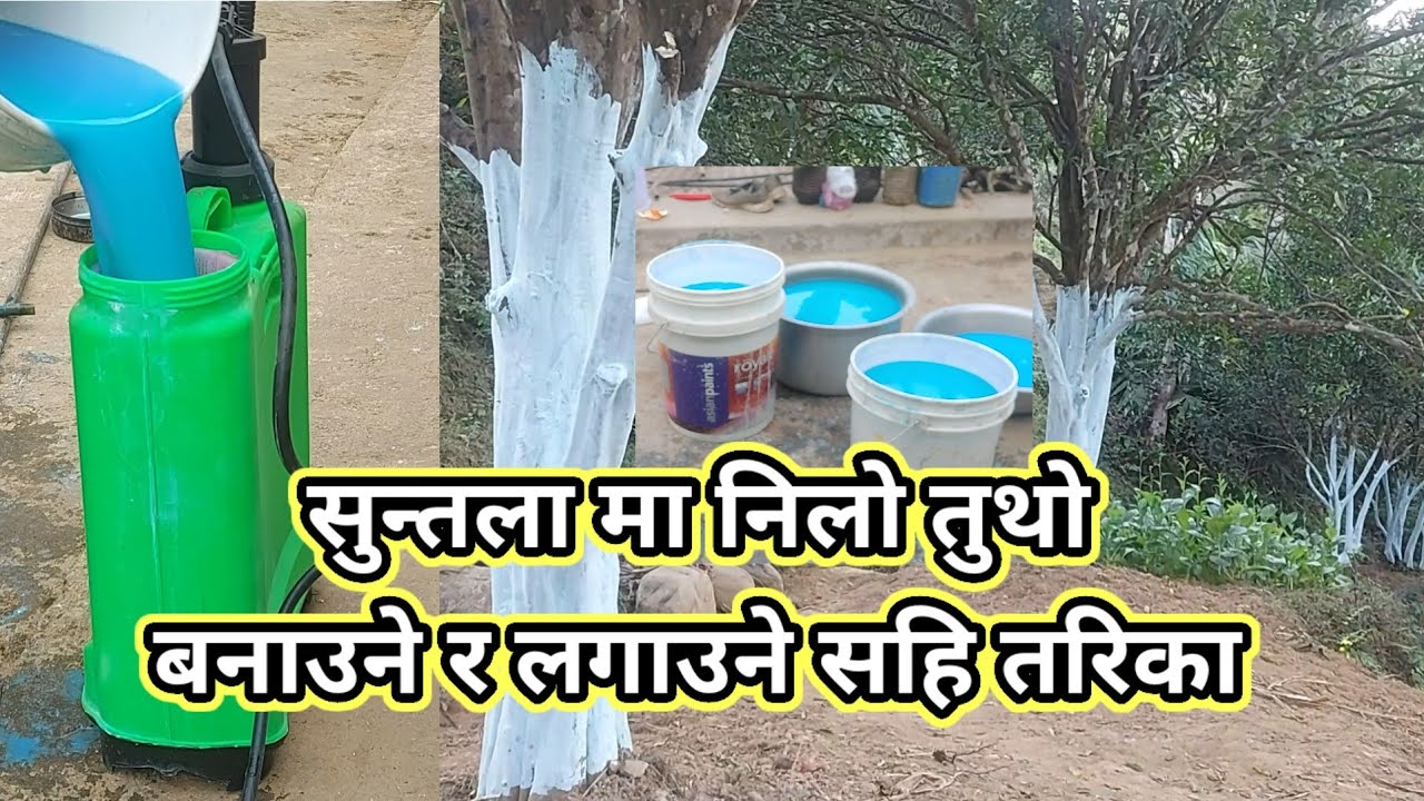 नेपालमा सुन्तला खेतिगर्दा निलो तुथो कसरी तयार गर्ने जान्करिमुलक भिडियो💖💕💝💝