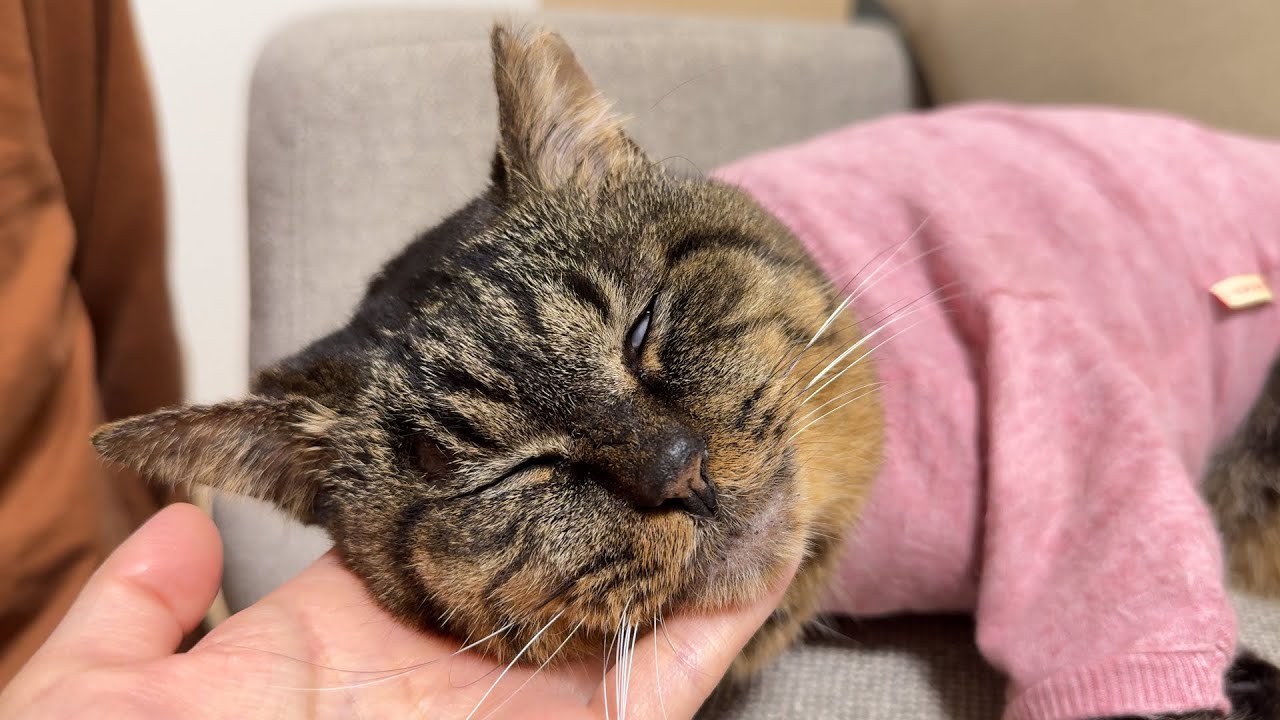 白目剥いて動かない愛猫の生存確認したら、その後のテンションの差が激しすぎました…