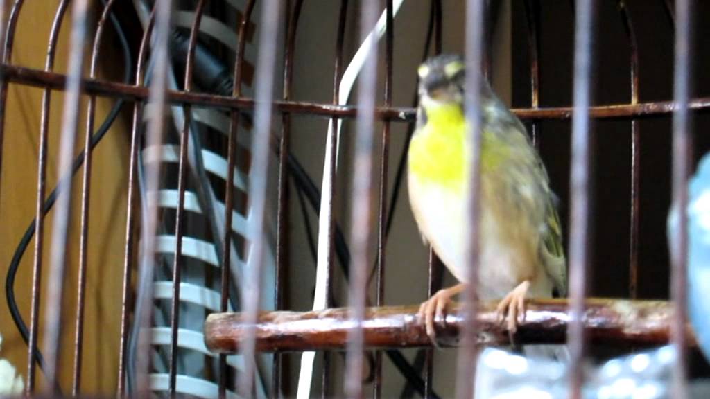 Lemon Finch singing happily