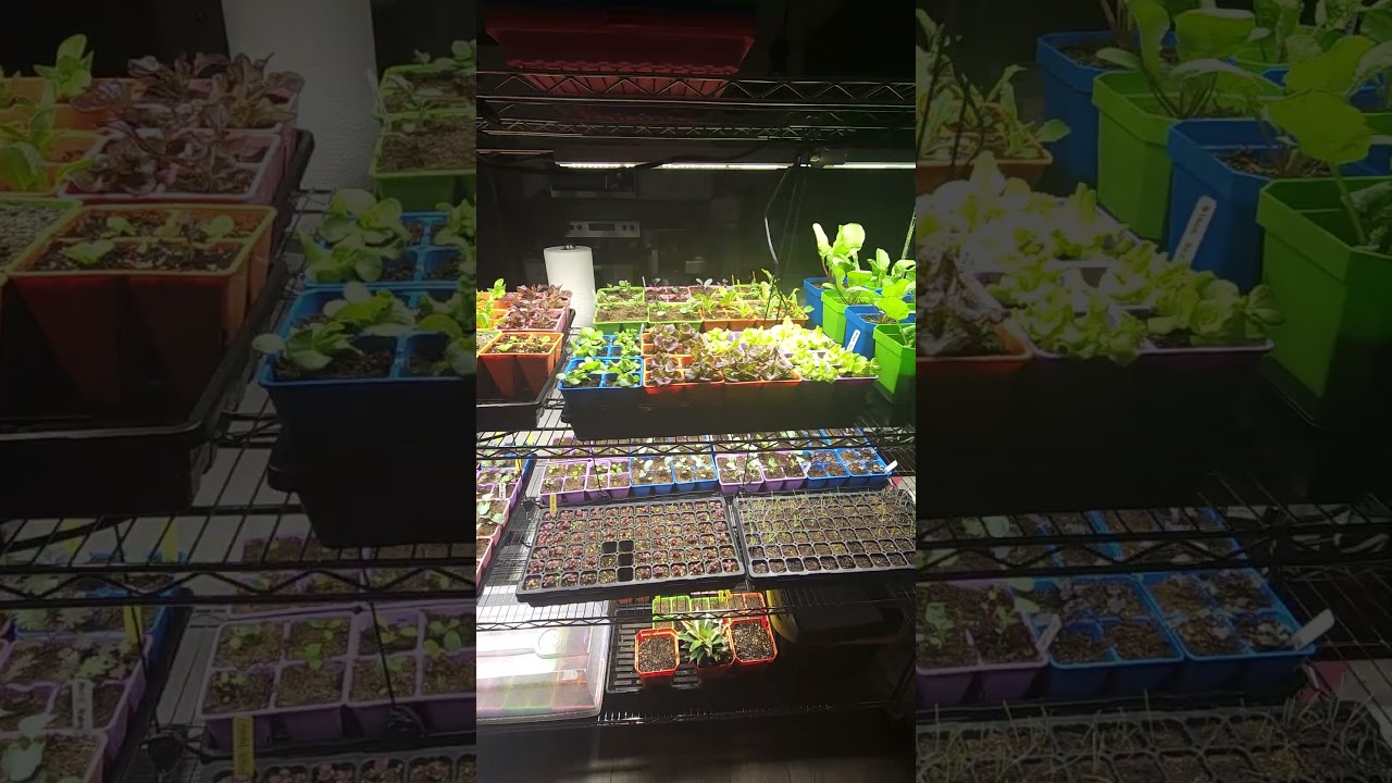 What 875+ Seeds ACTUALLY Look Like! 🤯 (The Works)