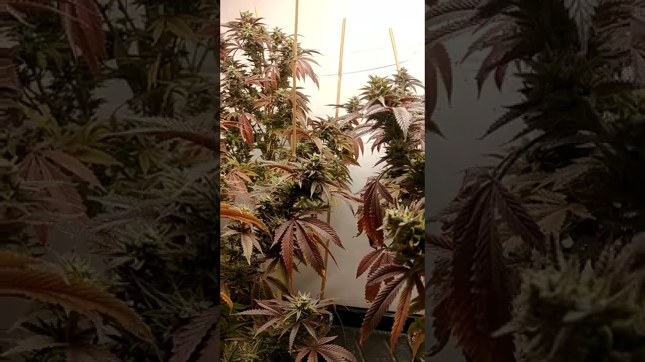 BTY OG