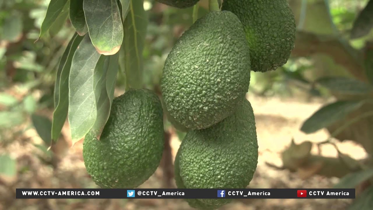 Peru's avocado farmers are looking at China