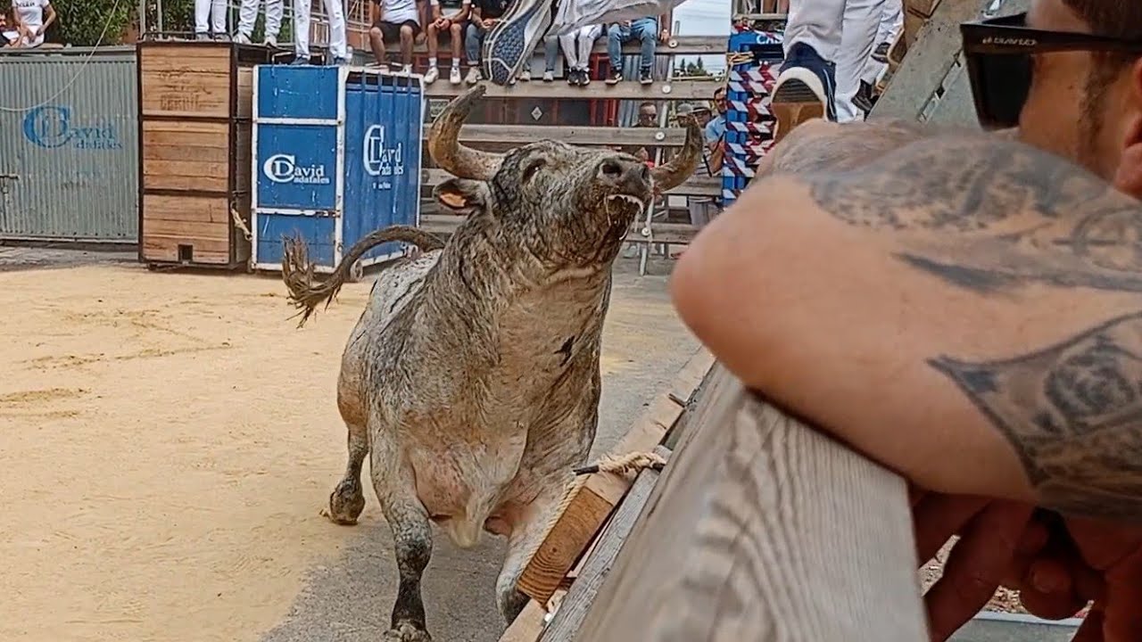 Festejos Taurinos en Paiporta 2024- Toro  cerril y vacas Ganadería Dani Machancoses