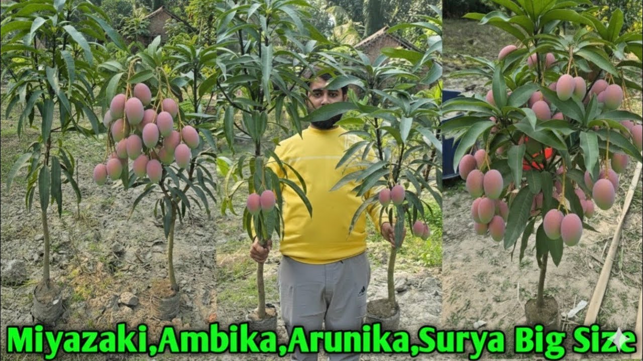 Big size Miyazaki, Ambika, Arunika, Sensation,All Time Mango Plant's,, बड़े-बड़े रंगीन आम के पौधे
