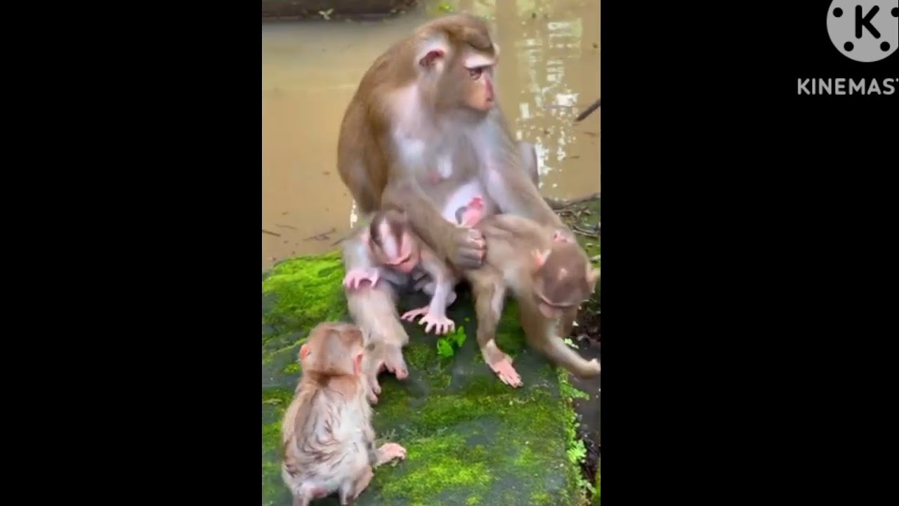OMg look at smart monkey happy much playing with baby monkey