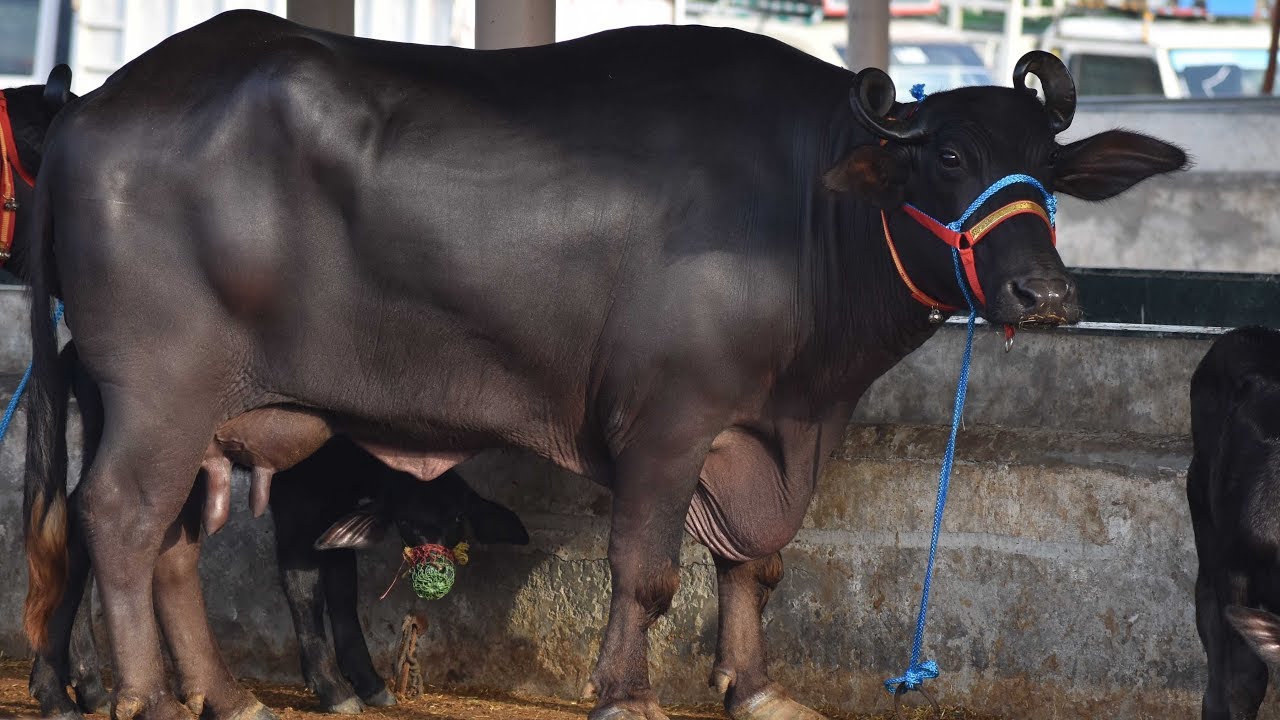 Pure Murrah buffalo from Surjit Dairy Farm Maur Punjab