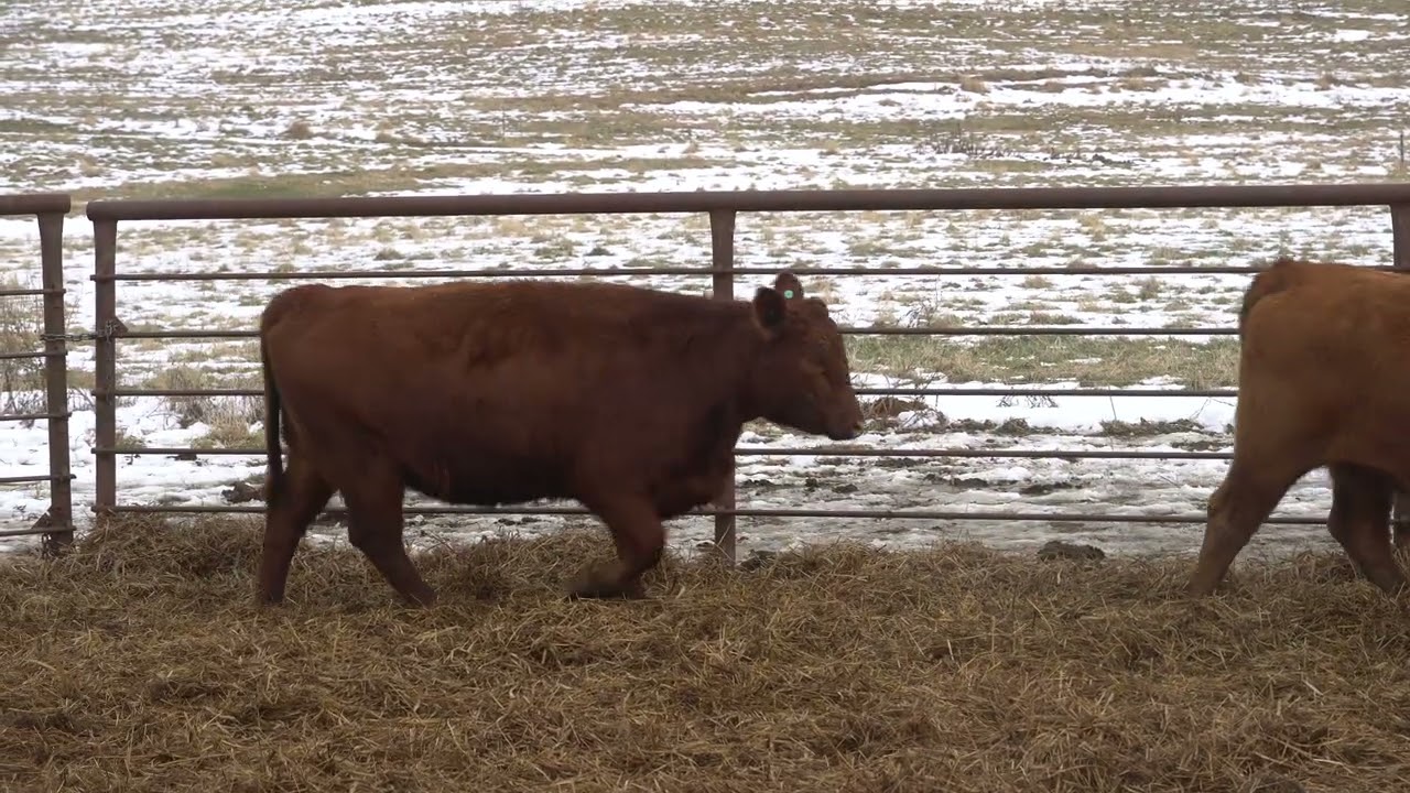 Group R3 Bred Heifers