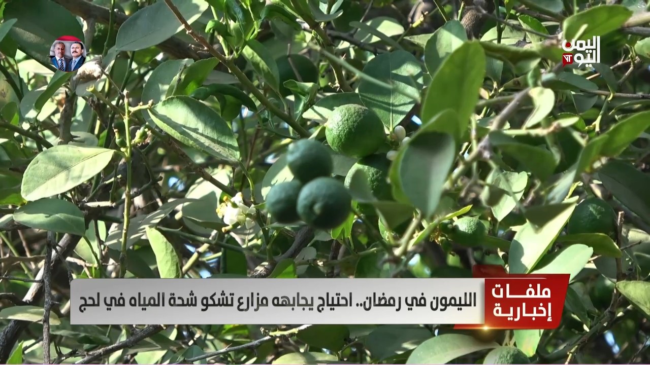 لحج | الليمون في رمضان.. احتياج يجابهه مزارع تشكو شحة المياه - تقرير: محيي الدين الصبيحي