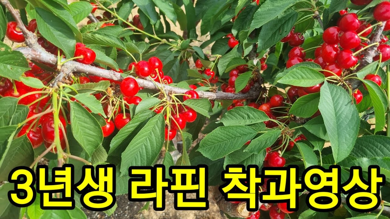 3년생체리 착과영상 브룩스 외2종 열매확인