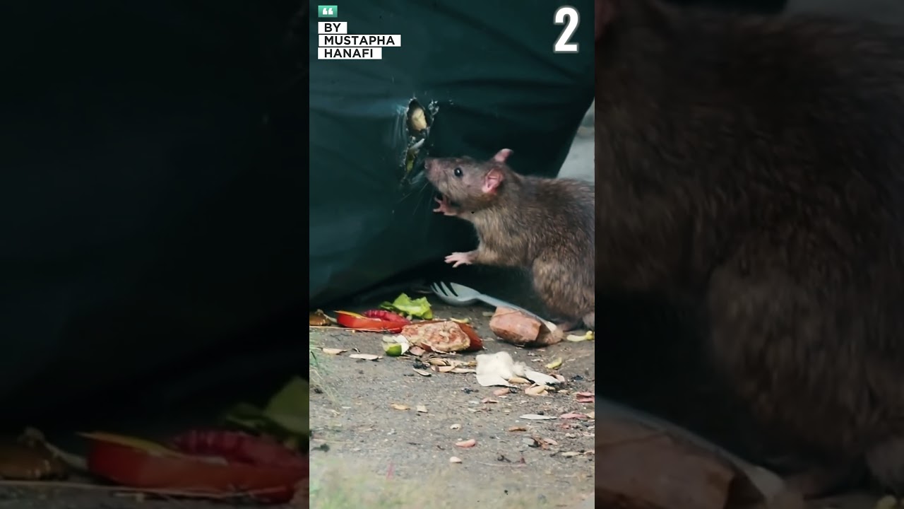 3 مدن في العالم تحتوي على أكبر عدد من الجرذان.🐀🌍