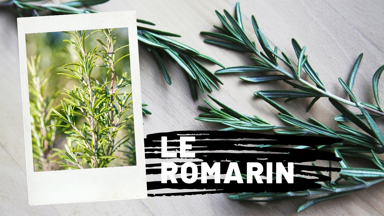 Le Romarin
