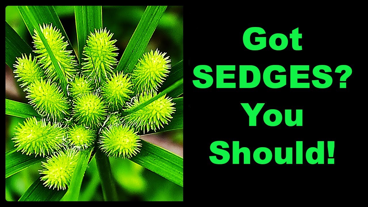 The Surprising BENEFITS of Adding Native Sedges to Your Yard!