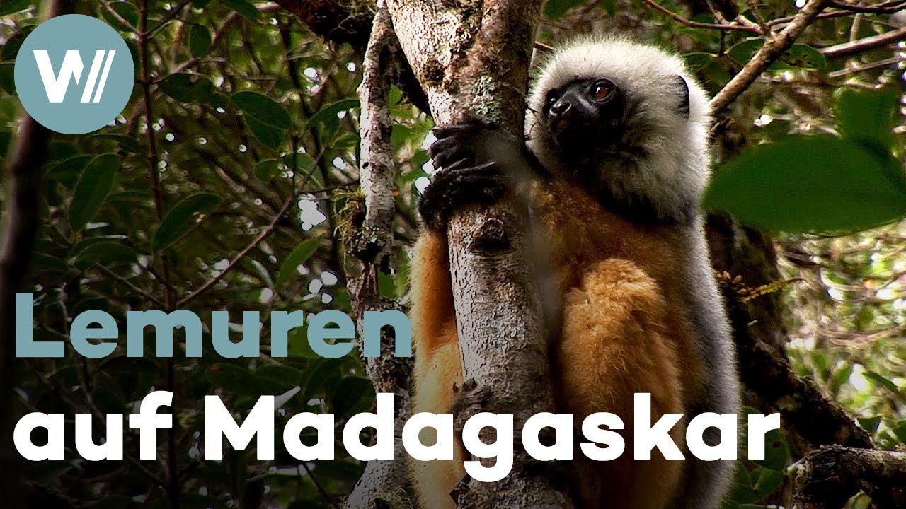 Auf den Spuren der Lemuren auf Madagaskar - Die Insel der singenden Halbaffen