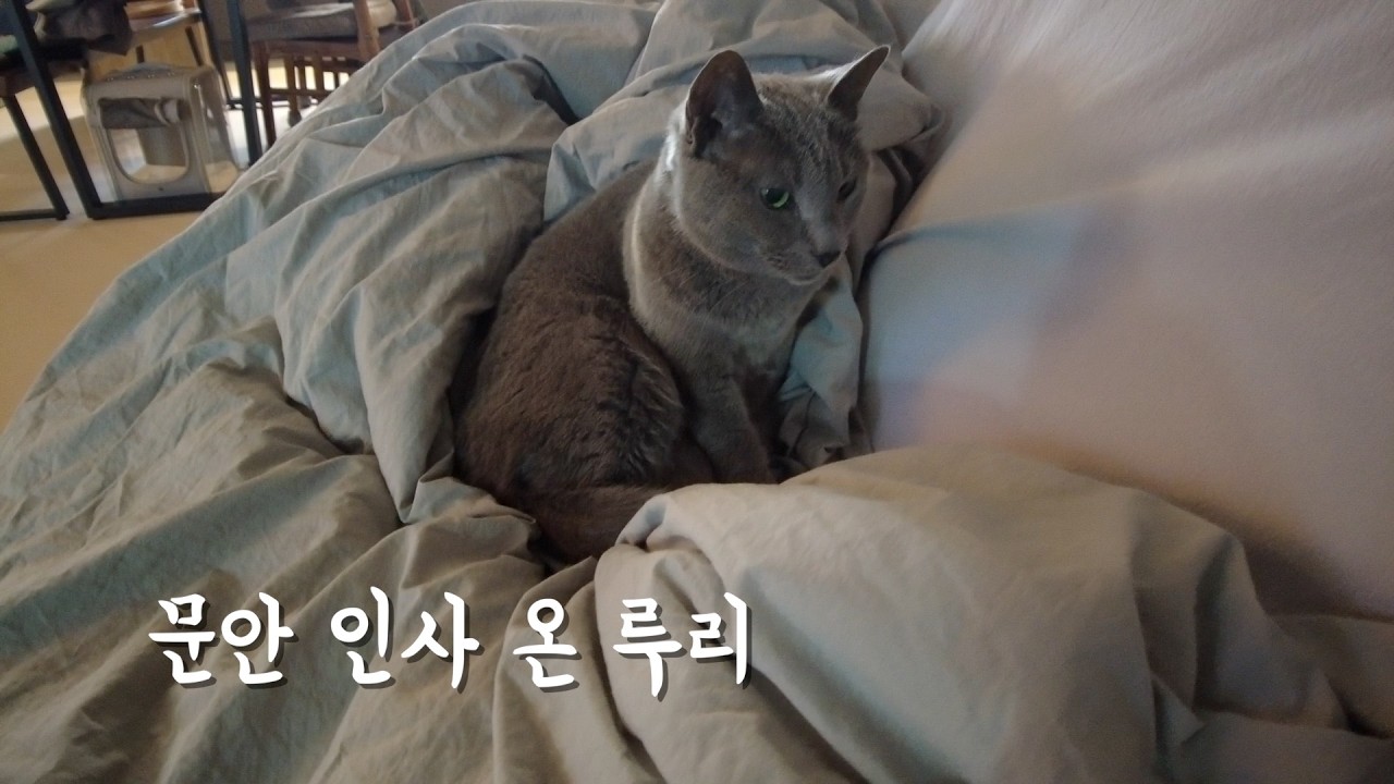 집사 감기에 문안 온 루리 | Master, I’m so worried because you have a cold.