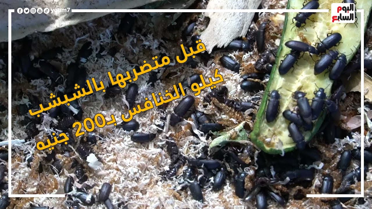 قبل متضربها بالشبشب.. كيلو الخنافس بـ200 جنيه.. أحمد بيربيهم وبيكسب دهب