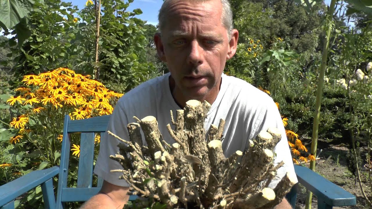 Buchsbaum Schnitt. Boxwood cutting. Make a great Buxus or Bonsai.