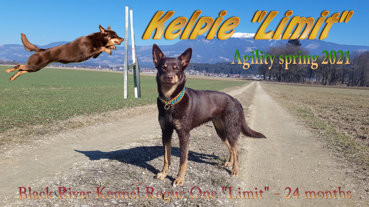 Australian Kelpie Limit - 24 months - Agility 2021