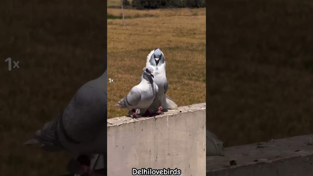 #kbootar #kabutar #pigeon #golekabootar #kabutarbazi #kabootar #golapigeons #love #birds #shorts