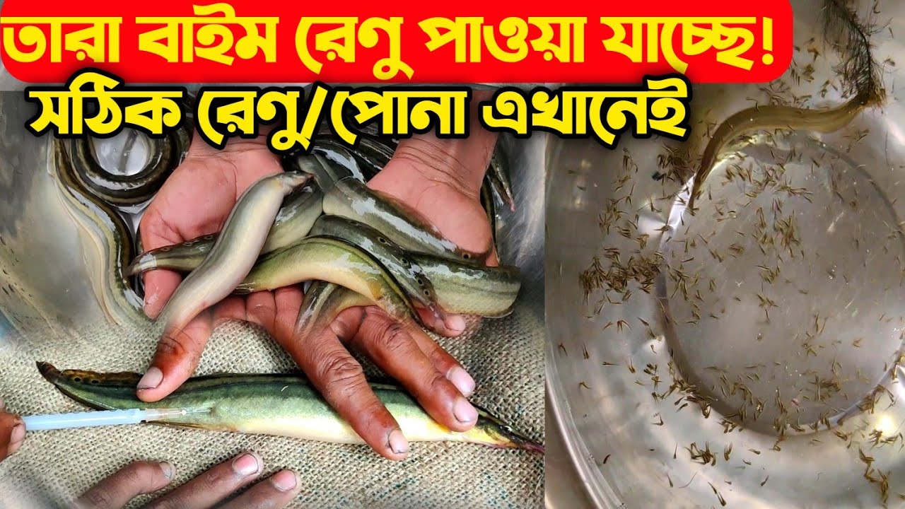  তারা বাইম মাছের রেণু উৎপাদন | তারা বাইম রেণু পোনা | তারা বাইম মাছের পোনার দাম 01945757200 
