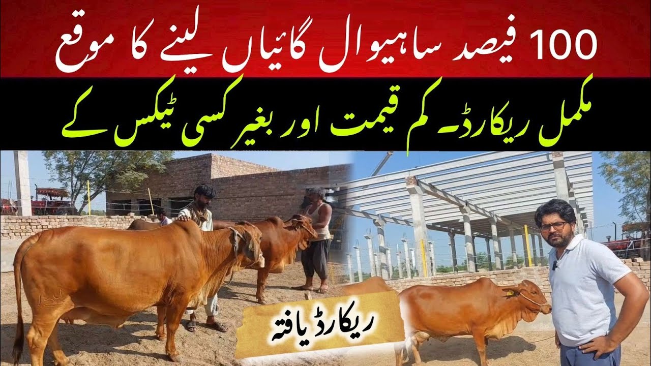 Pedigreed top notch Sahiwal cows for sale II Dr. Muzzammil Hassan