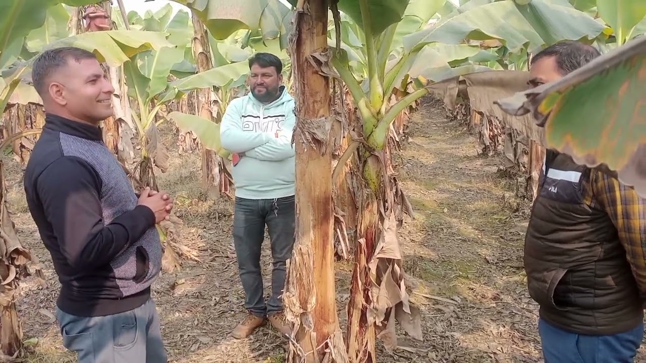 केला खेती और राहुल जवान UP भ्रमणं 4192-किसान पाठशाला 9407038222 BALRAM KISAN