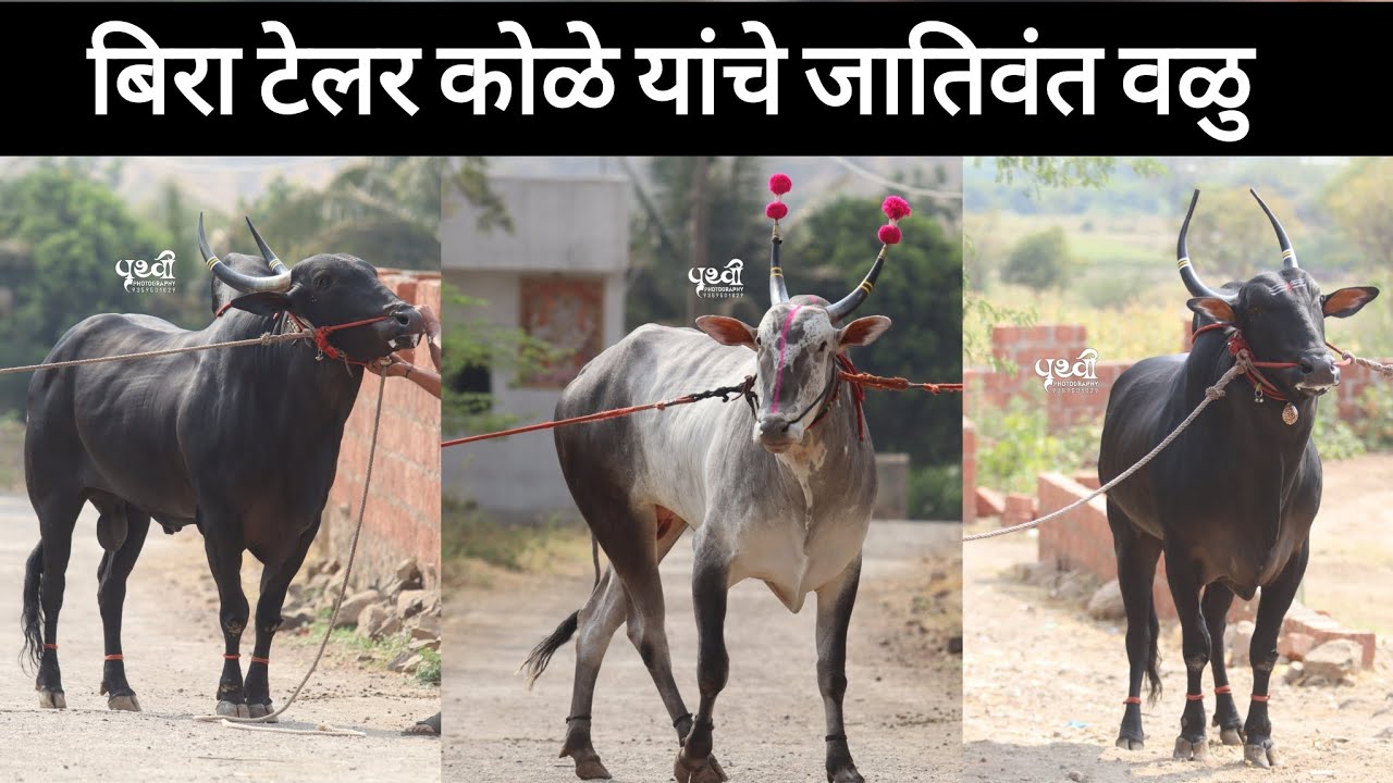 बिरा पाडुरंग सरगर कोळा (कोंबडवाडी) ता:-सांगोला यांचे जातिवंत कपिला वळु Mo:-91 96653 66613