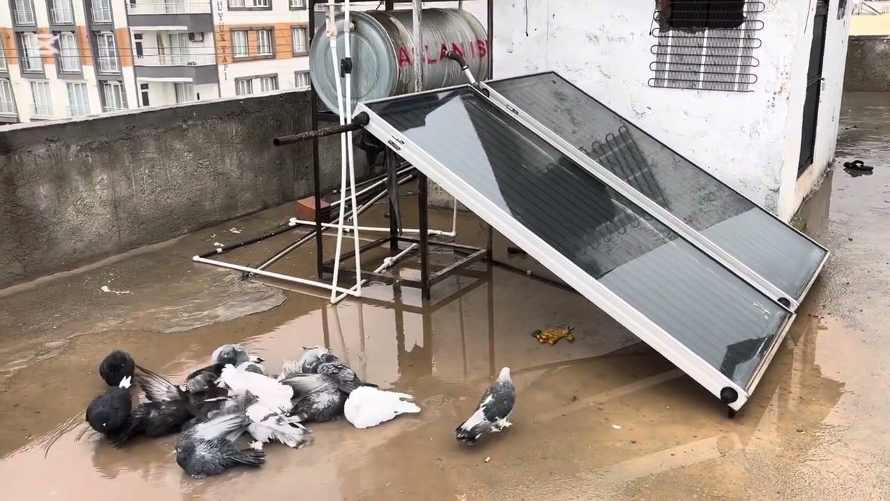 Teke attığım kuşum yağmura yakalandı 